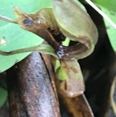 Chiloglottis sp. (A Bird/Wasp Orchid) at Rossi, NSW - 4 Dec 2021 by Tapirlord