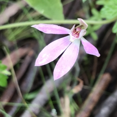 Caladenia carnea (Pink Fingers) at Tallaganda State Forest - 4 Dec 2021 by Tapirlord