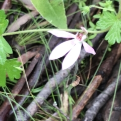 Caladenia carnea at Rossi, NSW - suppressed