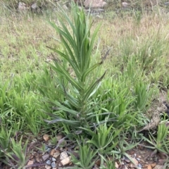 Madia sativa (Tarweed) at Namadgi National Park - 11 Dec 2021 by ICrawford