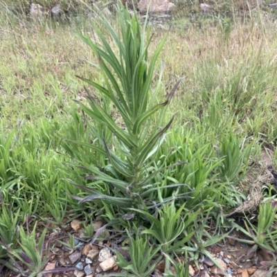 Madia sativa (Tarweed) at Rendezvous Creek, ACT - 11 Dec 2021 by ICrawford