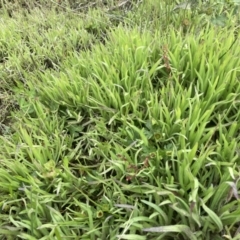 Madia sativa at Rendezvous Creek, ACT - 11 Dec 2021