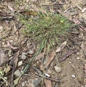Eragrostis curvula at Rendezvous Creek, ACT - 11 Dec 2021