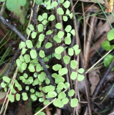 Adiantum aethiopicum (Common Maidenhair Fern) at Rossi, NSW - 5 Dec 2021 by Tapirlord
