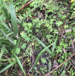 Adiantum aethiopicum at Rossi, NSW - suppressed