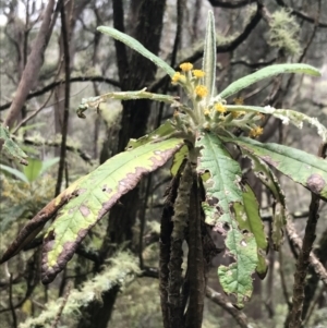 Bedfordia arborescens at Rossi, NSW - 5 Dec 2021 10:00 AM