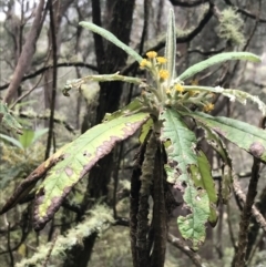 Bedfordia arborescens (Blanket Bush) at Tallaganda State Forest - 4 Dec 2021 by Tapirlord