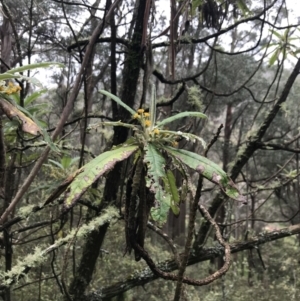 Bedfordia arborescens at Rossi, NSW - 5 Dec 2021