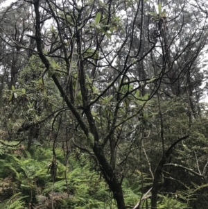 Bedfordia arborescens at Rossi, NSW - 5 Dec 2021 10:00 AM