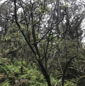 Bedfordia arborescens at Rossi, NSW - 5 Dec 2021