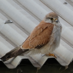 Falco cenchroides at Jerrabomberra, NSW - 11 Dec 2021