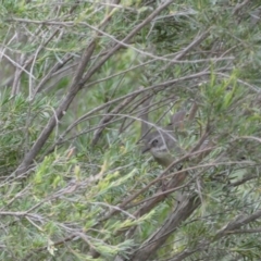 Sericornis frontalis (White-browed Scrubwren) at Mount Jerrabomberra - 11 Dec 2021 by Steve_Bok