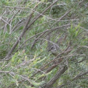 Sericornis frontalis at Jerrabomberra, NSW - 11 Dec 2021