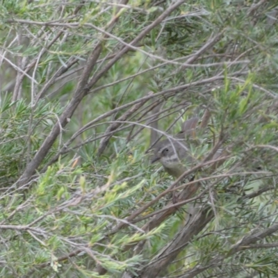 Sericornis frontalis (White-browed Scrubwren) at Mount Jerrabomberra QP - 11 Dec 2021 by Steve_Bok