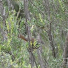 Sericornis frontalis at Jerrabomberra, NSW - 11 Dec 2021