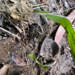 Paralastor sp. (genus) at Murrumbateman, NSW - 11 Dec 2021