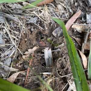 Paralastor sp. (genus) at Murrumbateman, NSW - 11 Dec 2021