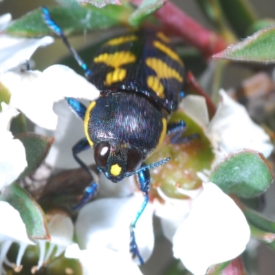 Castiarina octospilota (A Jewel Beetle) at Acton, ACT - 11 Dec 2021 by Harrisi