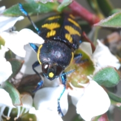 Castiarina octospilota (A Jewel Beetle) at Acton, ACT - 11 Dec 2021 by Harrisi