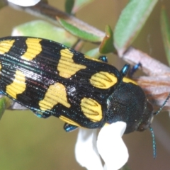 Castiarina octospilota at Acton, ACT - 11 Dec 2021 04:39 PM