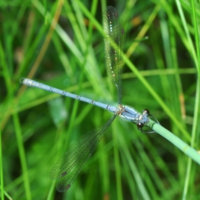 Griseargiolestes intermedius (Alpine Flatwing) at Gibraltar Pines - 7 Dec 2021 by Harrisi