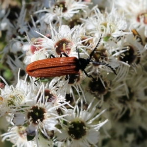 Porrostoma rhipidium at Yackandandah, VIC - 11 Dec 2021