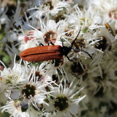 Porrostoma rhipidium (Long-nosed Lycid (Net-winged) beetle) at Yackandandah, VIC - 11 Dec 2021 by KylieWaldon