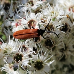 Porrostoma rhipidium (Long-nosed Lycid (Net-winged) beetle) at Yackandandah, VIC - 10 Dec 2021 by KylieWaldon