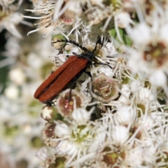 Porrostoma rhipidium at Yackandandah, VIC - 11 Dec 2021