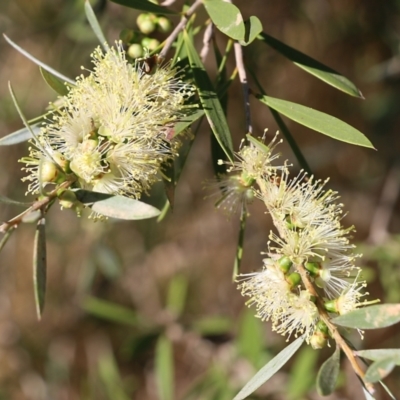 Callistemon sieberi at Yackandandah, VIC - 11 Dec 2021 by KylieWaldon