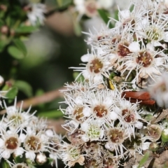 Kunzea ericoides at Yackandandah, VIC - 11 Dec 2021 by KylieWaldon