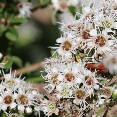 Unidentified Other Shrub at Yackandandah, VIC - 10 Dec 2021 by KylieWaldon