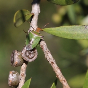 Cuspicona sp. (genus) at Yackandandah, VIC - 11 Dec 2021