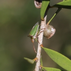 Cuspicona sp. (genus) at Yackandandah, VIC - 11 Dec 2021 08:04 AM