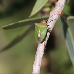 Cuspicona sp. (genus) at Yackandandah, VIC - 11 Dec 2021 08:04 AM