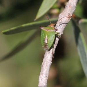 Cuspicona sp. (genus) at Yackandandah, VIC - 11 Dec 2021 08:04 AM