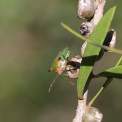 Cuspicona sp. (genus) at Yackandandah, VIC - 11 Dec 2021 08:04 AM