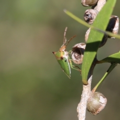 Cuspicona sp. (genus) at Yackandandah, VIC - 11 Dec 2021 08:04 AM