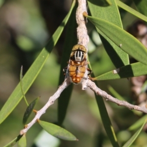 Eristalinus punctulatus at Yackandandah, VIC - 11 Dec 2021