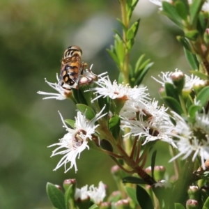 Eristalinus punctulatus at Yackandandah, VIC - 11 Dec 2021