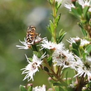 Eristalinus punctulatus at Yackandandah, VIC - 11 Dec 2021