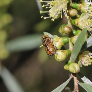 Eristalinus punctulatus at Yackandandah, VIC - 11 Dec 2021