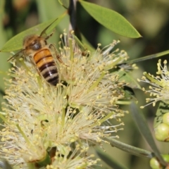 Apis mellifera (European honey bee) at Yackandandah, VIC - 11 Dec 2021 by KylieWaldon