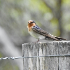 Hirundo neoxena (Welcome Swallow) at Namadgi National Park - 11 Dec 2021 by KMcCue