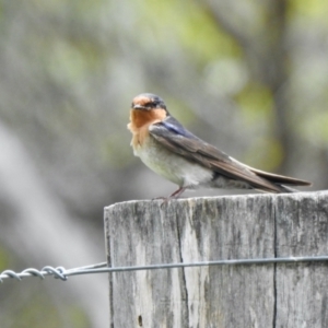 Hirundo neoxena at Rendezvous Creek, ACT - 11 Dec 2021