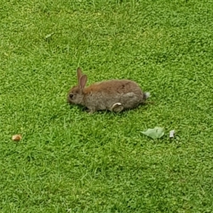 Oryctolagus cuniculus at Barton, ACT - 11 Dec 2021 04:01 PM