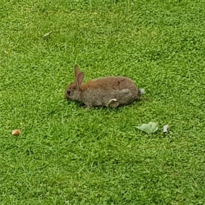 Oryctolagus cuniculus (European Rabbit) at Barton, ACT - 11 Dec 2021 by MatthewFrawley