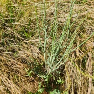 Chondrilla juncea at O'Malley, ACT - 12 Dec 2021 09:24 AM