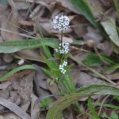 Lobularia maritima (Sweet Alyssum) at Wamboin, NSW - 2 May 2021 by natureguy