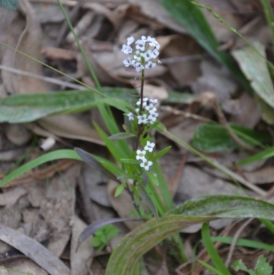 Lobularia maritima (Sweet Alyssum) at Wamboin, NSW - 2 May 2021 by natureguy